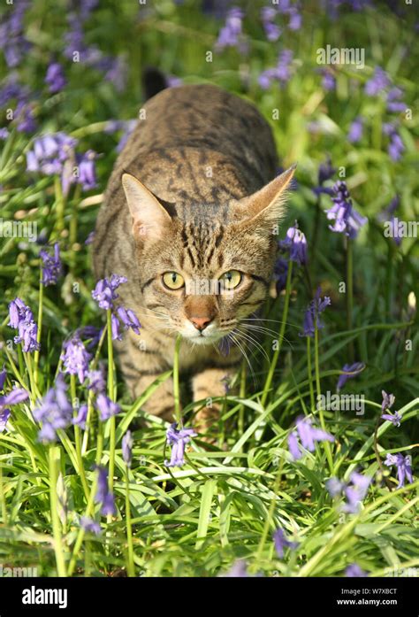 Prowling Cat Hi Res Stock Photography And Images Alamy