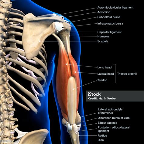 Labeled Anatomy Chart Of Triceps Muscles Isolated In Skeleton On White