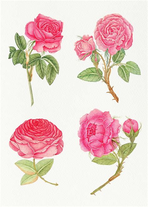 Vintage Pink Rose Psd Illustration Set Remixed From The 18th Century