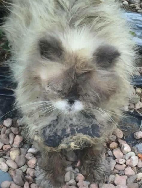 Alibaba.com offers 5,807 cats matted fur products. Kitty covered with thick matted fur couldn't stop purring ...
