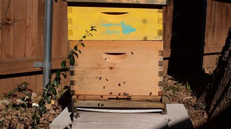 10 Thousand Honey Bees Coming And Going On The 20th Of January From My Tan Hive With Hd Stereo