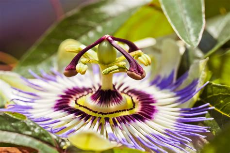 17 unbelievable benefits of passion flower extrachai