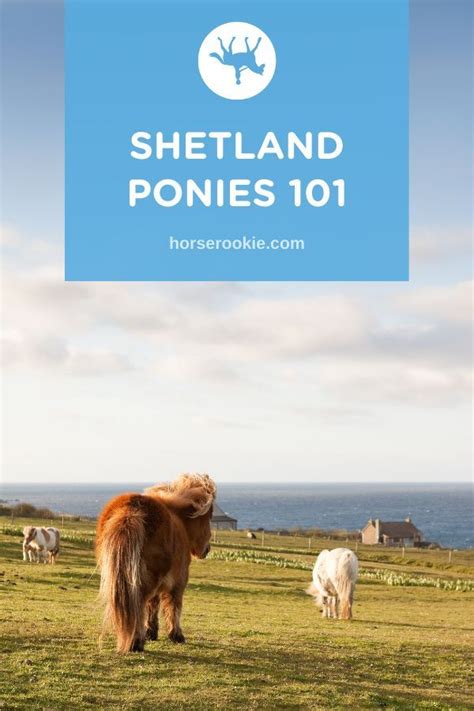 All About Shetland Ponies Facts Lifespan Care Etc Shetland Pony