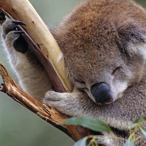 Koala Aesthetic Wallpapers Top Free Koala Aesthetic Backgrounds