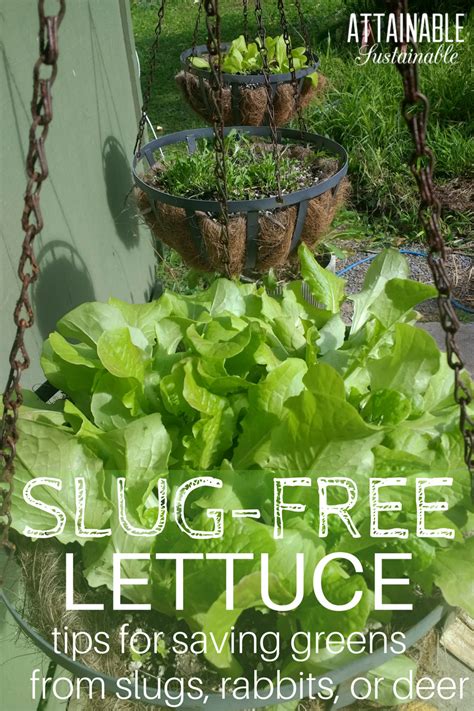 Growing Lettuce In Containers — Specifically Hanging Containers — Is A