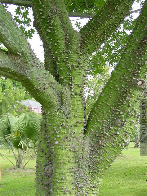 So Unusual Thorny Silk Floss Tree Chorisia Speciosa Kens Nursery
