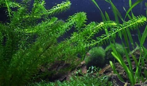 Penempatan pohon bambu air ini sangat biasannya dipot minimalis dan diletakan berjejer lurus. Perantara Penyerbukan Pada Tumbuhan - kependidikan.com
