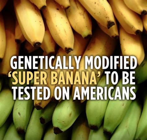 Iowa State Students Protest Trials Of Gmo Banana Developed To Combat