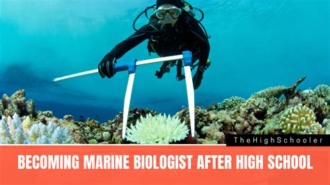 What Are The Requirements For Becoming A Marine Biologist After High