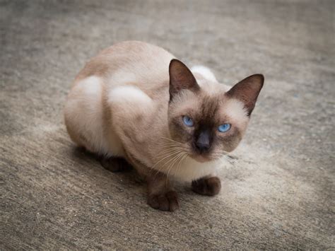 Are Siamese Cats Naturally Skinny Ideal Weight And Factors