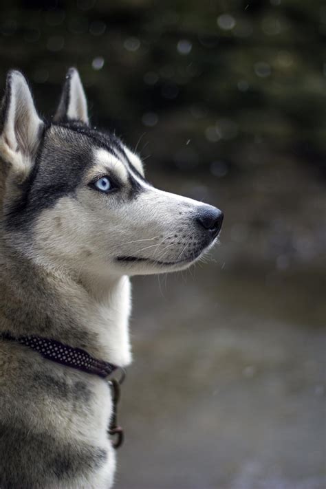 Die 74 Besten Sibirischer Husky Hintergrundbilder