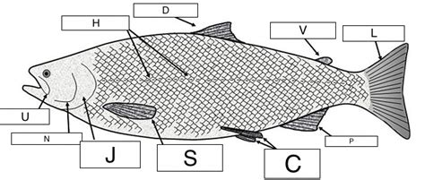 For the tail, draw a big triangle. 35 Diagram Of Fish With Label - Labels Database 2020