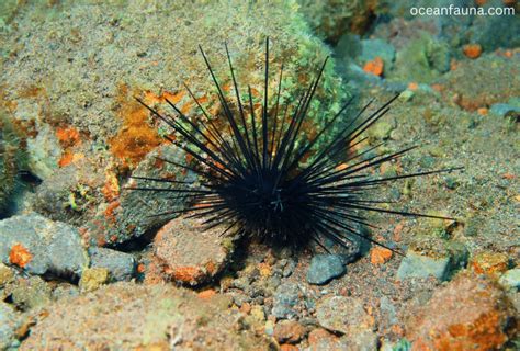 How Do Sea Urchins Reproduce Explained Ocean Fauna