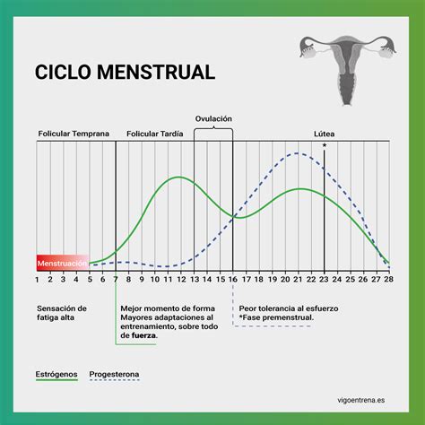 Ciclo menstrual y entrenamiento cómo funciona y qué relación tienen