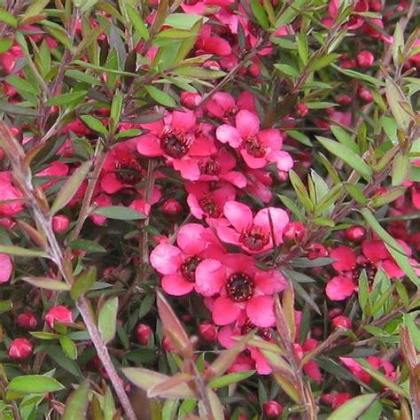I stored them in the freezer, in a sealed canning jar with 2 packets of silicon and other seed packets. Buy New Zealand tea tree Leptospermum scoparium Red Ensign ...