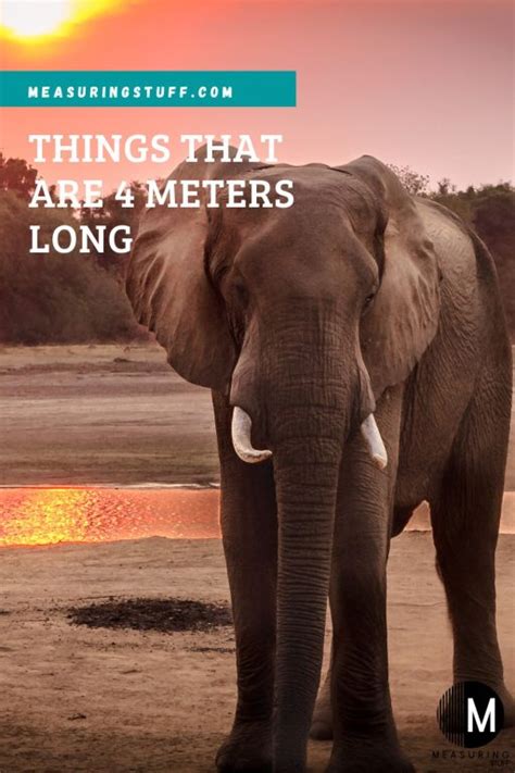 9 Things That Are 4 Meters Long Measuring Stuff