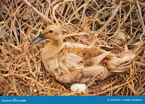 Duck In The Nest Stock Image Image Of Birds White Cheerful 22022361