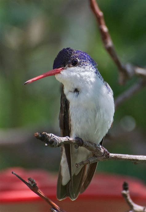 Experience The Best Of Spring Migration At Patagonia Birdathon Events