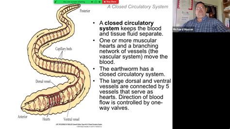 Introduction To The Circulatory System Part 1 Youtube