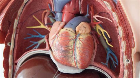 Newsela The Structure And Physiology Of The Heart
