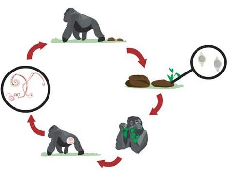 A Gorillas Life Cycle Jerica Deleston
