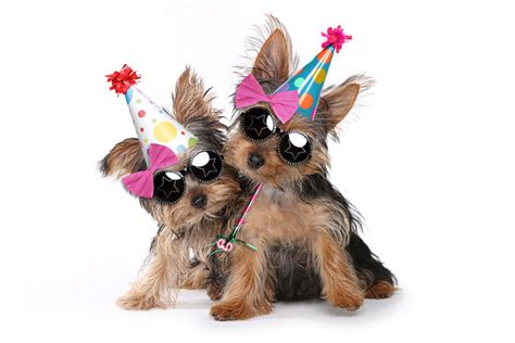 Message anniversaire 60 ans lettre anniversaire. Prijswinnaars dierendagfolder 2018 | Pets&Co