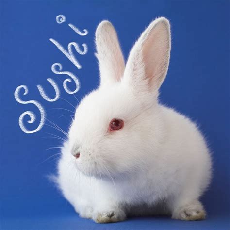 130 Cute Bunny Names That Are Ear Resistible — Best Rabbit Names