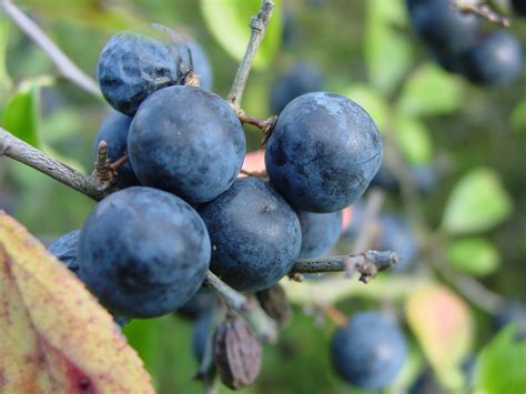 Sloes Free Photo Download Freeimages