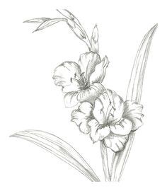 Illustration about beautiful pencil gladiolus flower grey drawing sketch illustration perfect for invitations, announcements or fabric. 20+ Best Flowers drawing of gladioli images in 2020 ...
