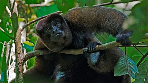 Wild Animals In Ecuador Now Have Legal Rights Thanks To A Monkey Named