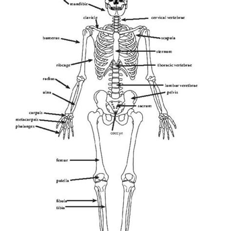 Skeletal System Diagrams And Labeling Bundle High School And College