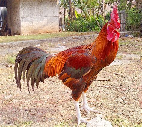 Mengenal Ayam Pelung Lebih Dekat Ciri Dan Tips Ternak