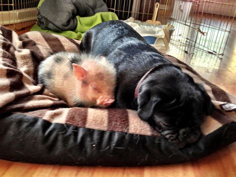 Peppa pig and lost puppy: 11 reasons why you need a micro pig