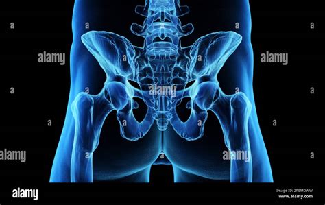 Posterior Skeletal Anatomy Of The Hip Illustration Stock Photo Alamy