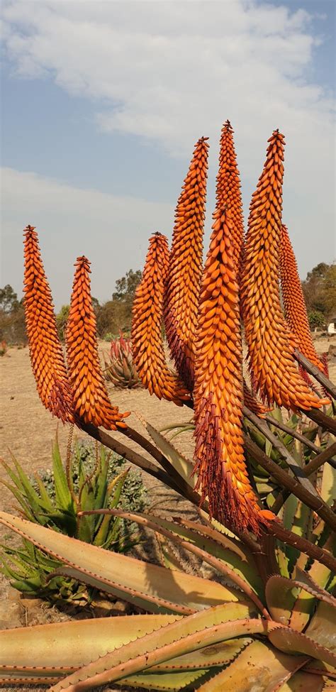 Aloe Hybrid In Flower Johans Hybrids Vaal Retreat August 2019 Кактус