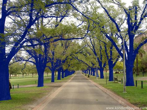 The Blue Trees Are Coming The Blue Trees Are Coming The Blue Trees Are