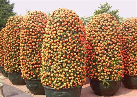 2018 50 Mini Potted Edible Orange Bonsai Seeds Fragrant And Ornamental