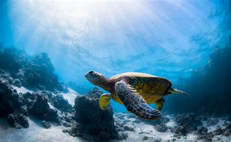 Download Underwater Sea Life Animal Turtle Hd Wallpaper