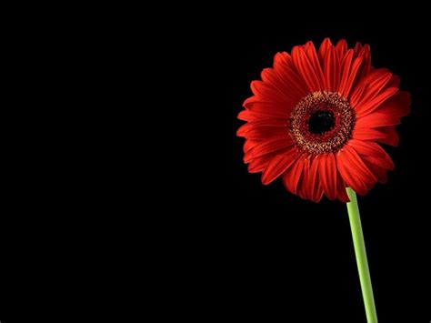 Red Flower Wallpapers Top Free Red Flower Backgrounds Wallpaperaccess