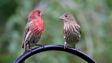 Female House Finch Bird