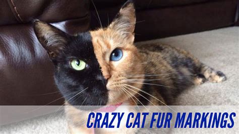 Crazy Cat Fur Markings