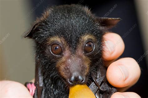 Spectacled Flying Fox Stock Image F0314625 Science Photo Library