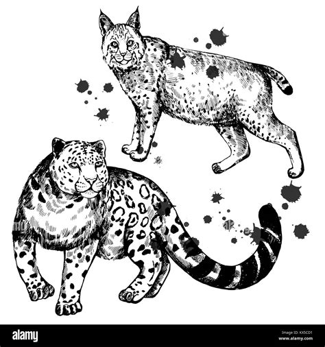 Hand Drawn Sketch Style Lynx And Snow Leopard Vector Illustration Isolated On White Background