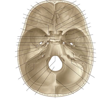 Skull Cranial Cavity Diagram Quizlet