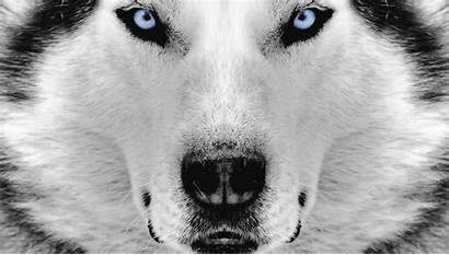 Husky Siberian Wallpapers Wolf Close Eyes Cave