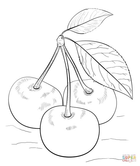 Cherries With Leaves Coloring Page Free Printable Coloring Pages
