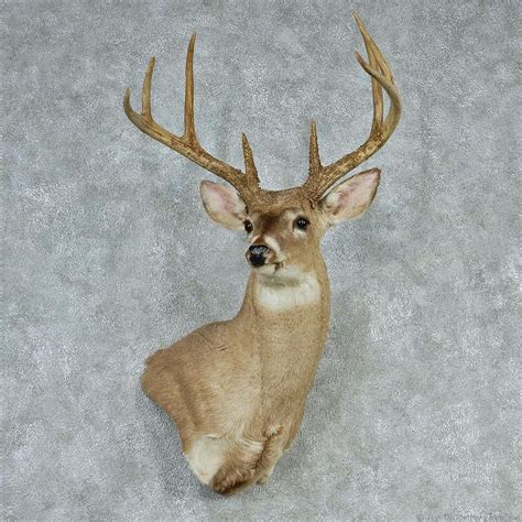 Whitetail Deer Head For Sale 12742 The Taxidermy Store