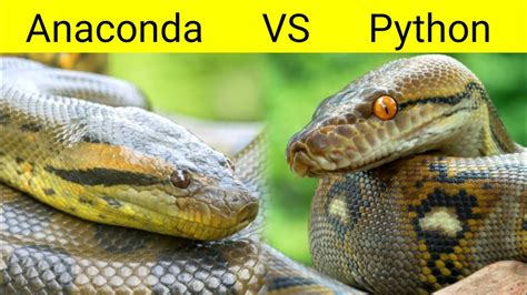 Anaconda Vs Python লড়াই হলে কে জিতবে Anaconda Vs Python Who Will Win