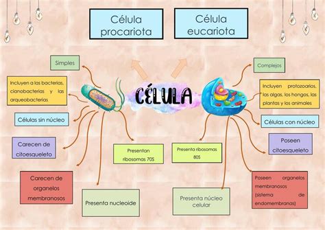 Diagrama De Celulas Procariotas Y Celulas Eucariotas Porn Sex Picture