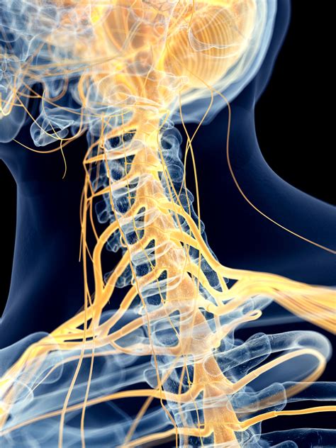 Trapped Nerves In The Neck The Buxton Osteopathy Clinic